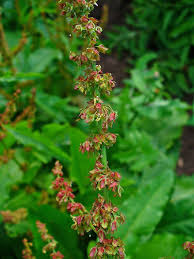 Maybe you would like to learn more about one of these? Common British Perennial Weeds Identifying Them And Dealing With Them