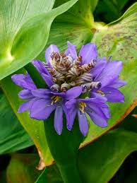 Image result for Monochoria africana