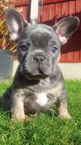 The breed is the result of a cross between toy bulldogs imported from england, and local ratters in paris, france, in the 1800s. French Bulldog Colors Dream Valley Frenchies