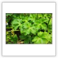 Image result for Sanicula elata