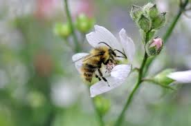 Norcross certified as bee friendly for second year