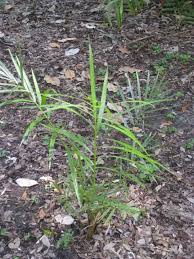 Image result for Raphia ruwenzorica