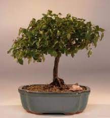 The sweet plum will wilt and die if allowed to dry out completely. Sweet Plum Bonsai Tree Sageretia Theezans