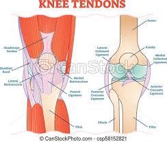 Knee Tendons Medical Vector Illustration Scheme Anatomical Diagram