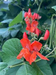 Image result for Cussonia corbisieri