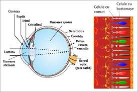 L conțin o singura substanța fotosensibila numita rodopsina l au o sensibilitate crescuta la lumina si sunt responsabile de vederea. Retina Straturile Retinei Sistemul Dioptric Calea De Conducere