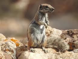 We did not find results for: Barbary Ground Squirrel Smaller Mammals Of The W Palearctic Inaturalist