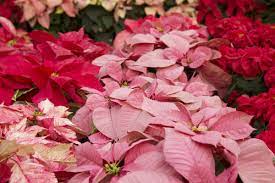 Bush varieties are more upright and compact and ideal for smaller spaces. 15 Plants That Bloom Indoors In Winter Homestead Brooklyn