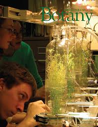 Image result for Indigofera laxiracemosa