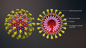 Covid 19 A Primer What You Need To Know About Covid 19 By Rizwan Sohail Medium But now, as technology has improved, we are able to actually use real images from a cell and real images of the virus. covid 19 a primer what you need to