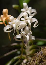 Image result for Cyrtorchis arcuata