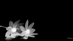 Available for hd, 4k, 5k pc, mac, desktop and. In Blackwhite Two White Flowers Black Flower Firefox Pesona Widescreen Hd Wallpaper Wallpaperbetter