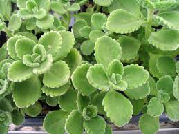 How To Grow And Care For Cuban Oregano Plectranthus Amboinicus World Of Succulents Oregano Plant Ajwain Plant Flower Pots