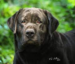 At northern plains retrievers we offer a few select breedings a year that will produce black, chocolate, and yellow labrador retriever puppies. Brooks Labrador Retrievers Colorado Labradors Breeders Black Yellow Labs Yellow Lab Puppies Labrador Retriever Chocolate Lab Puppies