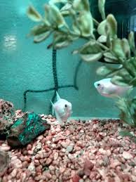 Pregnant Or Big-Boned Tetra? | The Planted Tank Forum