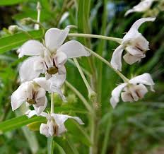 Image result for Gomphocarpus fruticosus