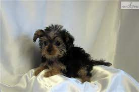 Tiny Jamie Yorkie Poo Yorkie Poo Puppies Dog Thoughts