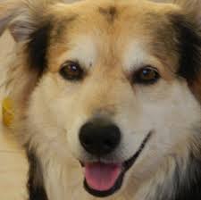 RODRIGO "LOLO" BENTANCUR SUFRIÓ ROTURA DE LIGAMENTOS CRUZADOS En el  encuentro entre el Totenham Hotspur y el Leicester City, el Lolo convirtió  el parcial 1