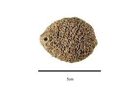 Image result for Panda oleosa