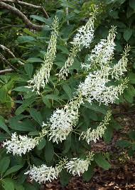 Image result for Faurea racemosa