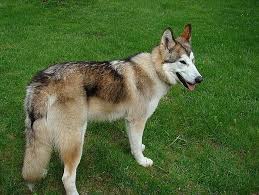 How much does a wolf dog cost? 8 Wolf Like Dog Breeds Huskies Wolfdogs And More