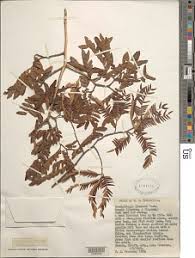 Image result for Brachystegia wangermeeana