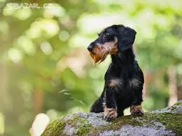 Image result for jezevčík drsnosrstý