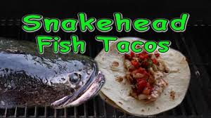 Jicama tastes like a cross between a pear and a potato and is best paired with sweet mangoes. Snakehead Fish Tacos Texas Fishing Forum