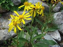 Image result for Solanecio cydoniifolius