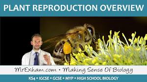 Because plants cannot seek out mates the way animals do, they must rely without bees, pollination and reproduction would be practically impossible for some plant species. Plant Reproduction Introduction And Overview Gcse Biology 9 1 Youtube