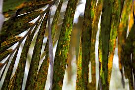 Image result for Vernonia auriculifera