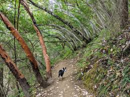 How many miles of hiking trails in uvas canyon? Does This Count As A Tree Tunnel Uvas Canyon County Park Bayarea