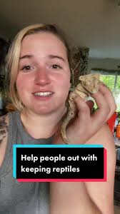 Nipped Tail Crested Gecko