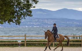 Pronostic en or avec le cheval du jour. Confinement Ce Que Peuvent Faire Les Proprietaires De Chevaux Le Parisien