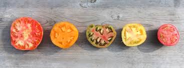 Tomatoes are the queens of the veggie garden. Heirloom Tomatoes All About Them Vermont Organic Farm Cedar Circle Farm Education Center