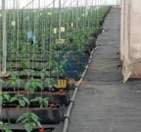 Cocopeat trough greenhouse hydroponic gutter Company