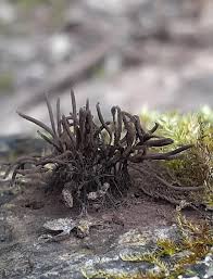 Image result for Stemonitis splendens