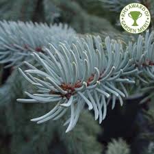 Picea pungens the colorado blue spruce is a classic evergreen that is easy to grow and shears very nicely too. Picea Pungens Hoopsii Colorado Blue Spruce Trees Online