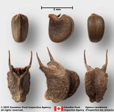 Image result for Sida rhombifolia