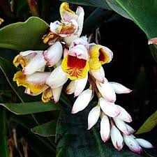 Image result for Alpinia zerumbet