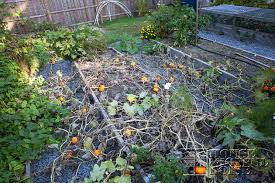 1) lay the vertical rods down on the ground with the desired spread at the bottom and the top (i.e. The Fruits Of The Accidental Jack Be Little Pumpkin Patch
