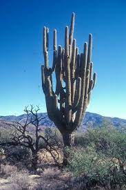 People weren't responsible for the fact the ice ages, or their coming to an end. 4 Oldest Cacti In The World Oldest Org