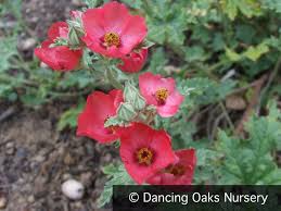 This disease, scientifically named botrytis cinerea, is common to herbaceous plants like mallow. Growing And Understanding Globe Mallows In The Urbanized Maritime Nw Sphaeralcea Spp And Cultivars Gardenriots