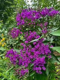 Image result for Vernonia lycioides