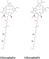 Maybe you would like to learn more about one of these? How Does Chloroplast Protect Chlorophyll Against Excessive Light Intechopen