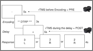 I however have used endnote x3 (in word 2007, if that matters) using the style numbered, but this numbers in order of. Plos One Online Repetitive Transcranial Magnetic Stimulation During Working Memory In Younger And Older Adults A Randomized Within Subject Comparison