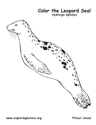 Printable coloring pages for kids of all ages. Leopard Seal Coloring Page Leopard Seal Coloring Pages Antarctic Animals