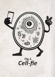 A Cell During A Selfie Poster Print By Nemimakeit Fadda Displate Funny Science Posters Biology Poster Biology Art