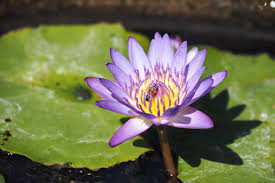 Unsourced material may be challenged and removed.find sources: Bilder Von Violett Blumen Lotosblume Grossansicht