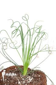 Image result for Schizobasis intricata